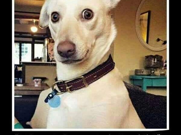 Miks teie koer mind nii vahib?