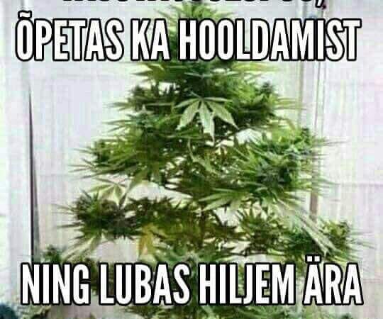 Tuttav tõi jõulupuu