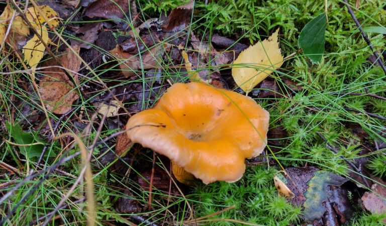 Selle aasta esimesed kukeseened!