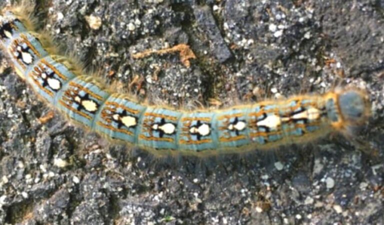 Rööviku unikaalne muster