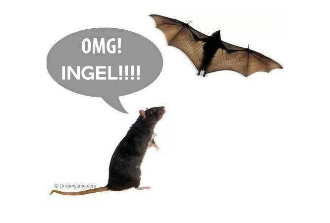 Ingel!