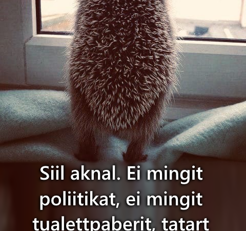 Siil aknal Siil aknal