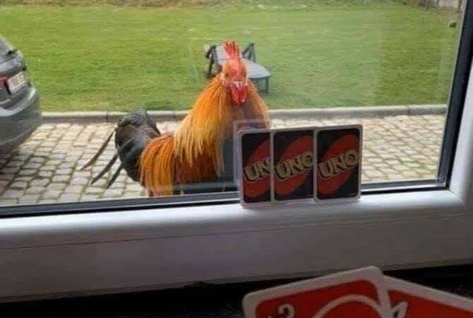 Karantiini 11. päev