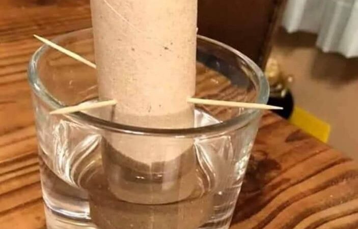 Kuidas ise kasvatada tualettpaberit