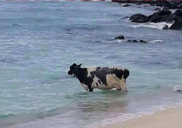 Maailm on tervenemas