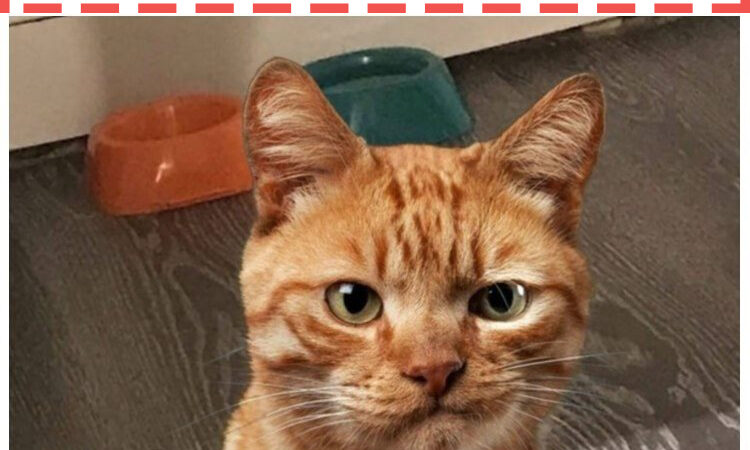 Kui kass hommikul ärkas