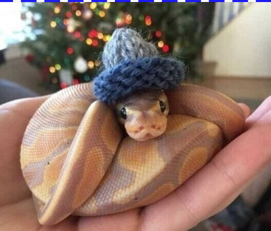 Leidsin naise lapsepõlvefoto