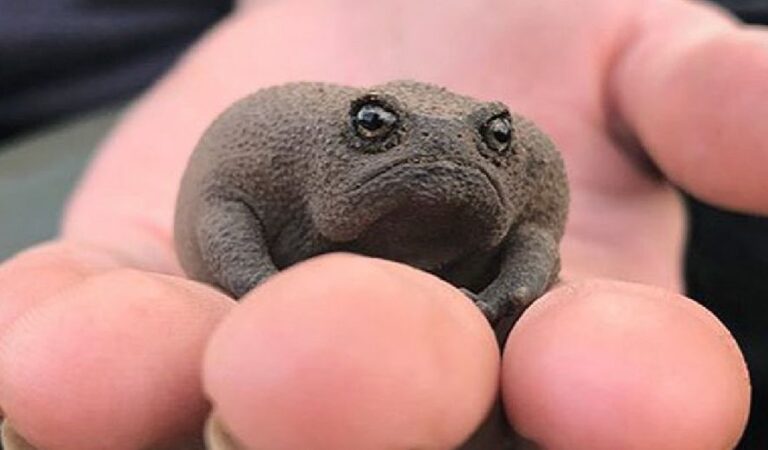 Maailma kõige armsamad konnad