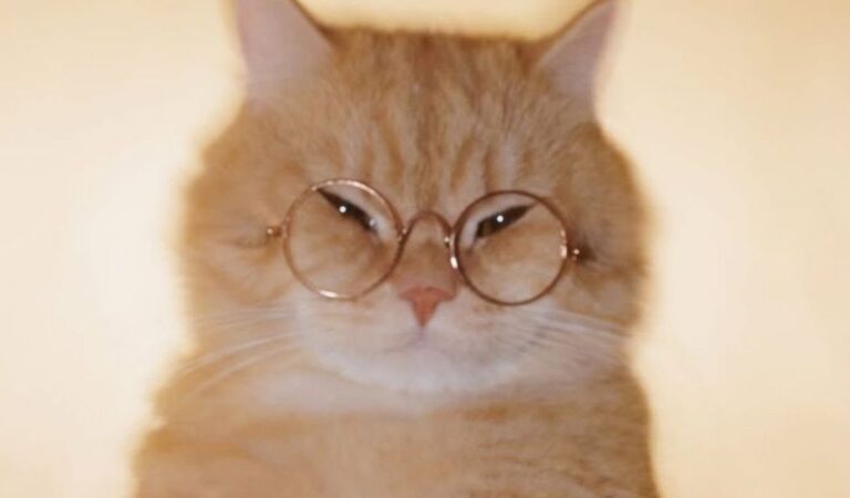 MONTAGEM MIAU (Slowed)